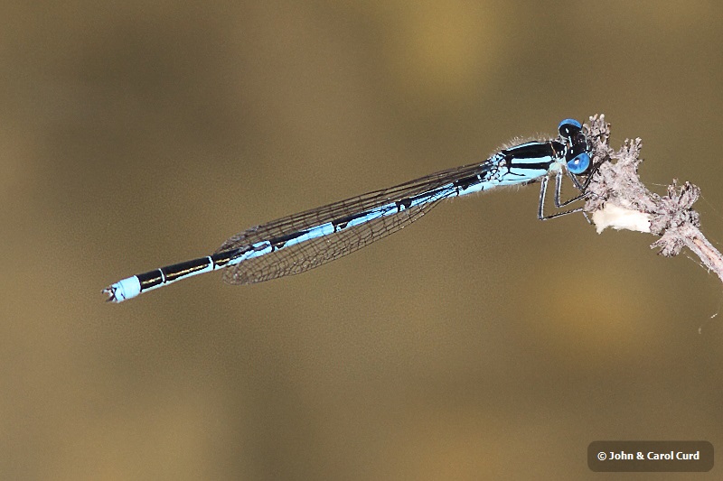 IMG_0979 Erythromma lindenii male.JPG